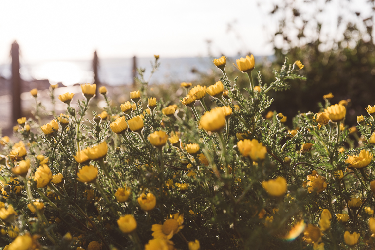 engagement, prewedding, prematrimoniale, futuri sposi, matrimonio, Santa Severa, castello, tramonto, foto naturali, foto spontanee, spontanea, fotografo matrimonio, anfm, frosinone, roma, latina